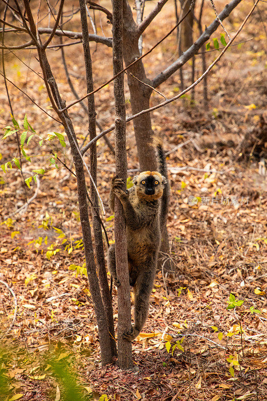 可爱的棕色狐猴(Eulemur fulvus)有橙色的眼睛。